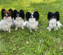 PLEASE KINDLY HELP FIND THESE PAPILLON PUPPIES A FOREVER LOVING HOME.
