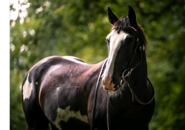 American Quarter Horse