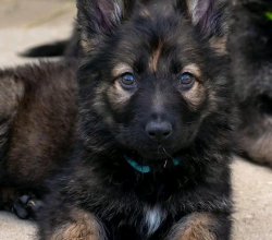 German shepherd