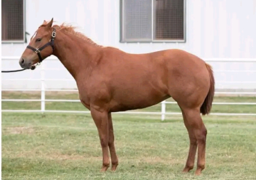 Américan Quarter Horse