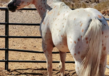 Appaloosa