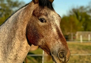 Appaloosa