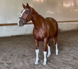 Warmbloods