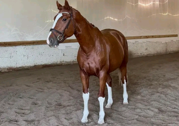 Warmbloods
