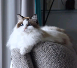 Ragdoll cat