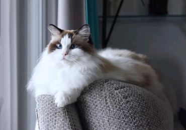 Ragdoll cat