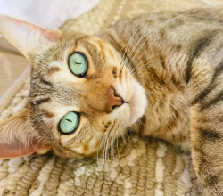 Exotic cat