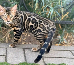 Exotic