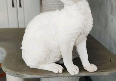 Devon Rex