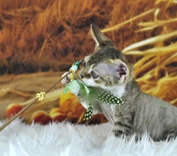 Devon Rex