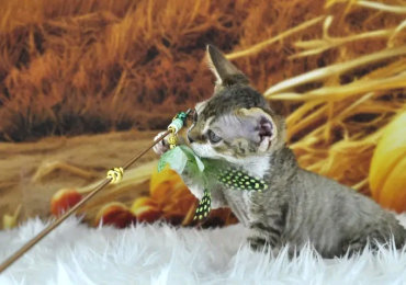 Devon Rex
