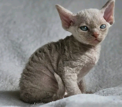 Devon Rex