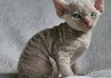 Devon Rex