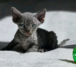 Devon Rex