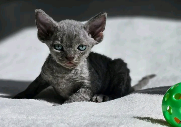 Devon Rex