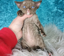Devon Rex