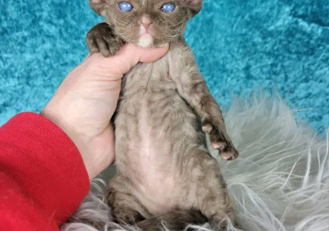Devon Rex