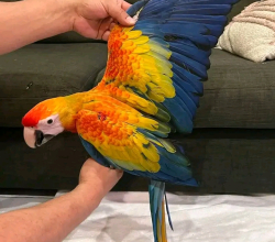 Scarlet Macaw