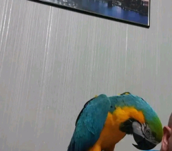 Scarlet Macaw