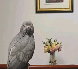 African Grey.