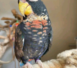 bronze-winged parrot