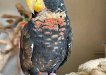 bronze-winged parrot