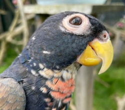 bronze-winged parrot