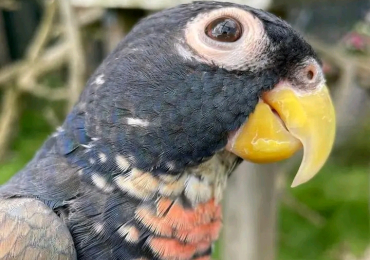 bronze-winged parrot