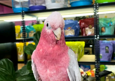 galah cockatoo