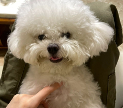 Adorable 20-Week-Old Poodle Puppies  Double the Love, Double the Fun!