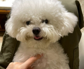 Adorable 20-Week-Old Poodle Puppies  Double the Love, Double the Fun!