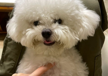 Adorable 20-Week-Old Poodle Puppies  Double the Love, Double the Fun!