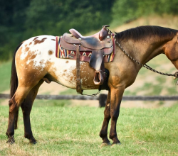 Appaloosa