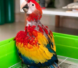 Scarlet Macaw