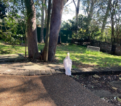 Sulphur Crested Cockatoo