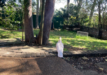 Sulphur Crested Cockatoo