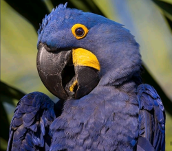 Hyacinth Macaw
