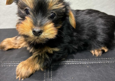 Yorkshire terrier puppy