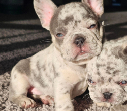 10 WEEKS FRENCH BULLDOG PUPPY