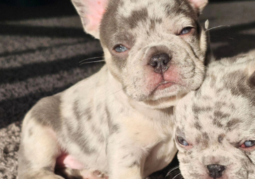 10 WEEKS FRENCH BULLDOG PUPPY