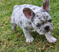 FEMALE FRENCH BULLDOG PUPPY FOR SALE