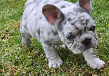 FEMALE FRENCH BULLDOG PUPPY FOR SALE