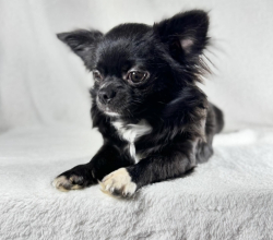 CHIHUAHUA PUPPY BOY NEEDS A LOVING HOME