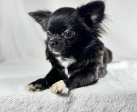 CHIHUAHUA PUPPY BOY NEEDS A LOVING HOME