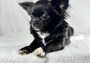 CHIHUAHUA PUPPY BOY NEEDS A LOVING HOME