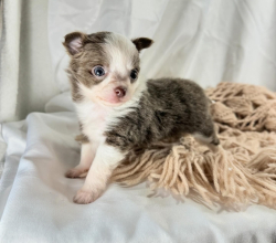 BROWN AND WHITE CHIHUAHUA PUPPY