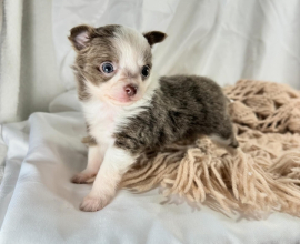 BROWN AND WHITE CHIHUAHUA PUPPY