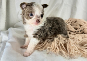 BROWN AND WHITE CHIHUAHUA PUPPY