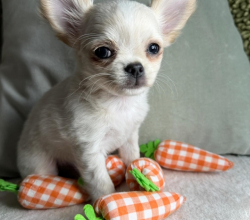 CREAM WHITE CHIHUAHUA PUPPY