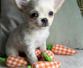 CREAM WHITE CHIHUAHUA PUPPY